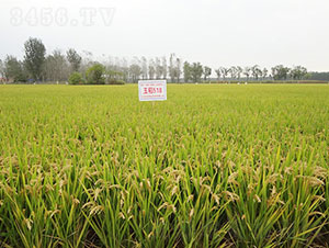 玉稻518-水稻�N子-登海���r