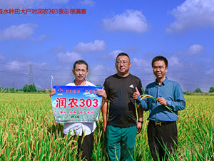 ���r303-水稻�N子-登海���r