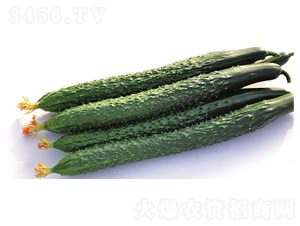 C1-黃瓜種子-魯壽