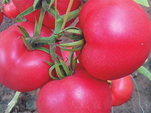 魯冠-番茄種子-魯壽