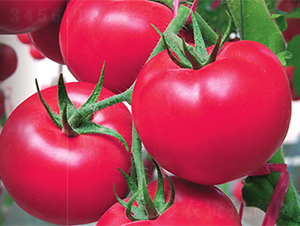 驕陽-番茄種子-魯壽