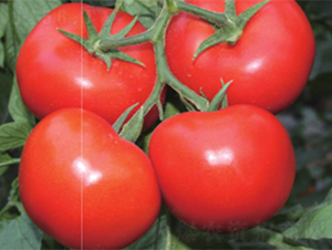 奇亞-番茄種子-魯壽
