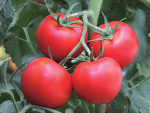 雅麗-番茄種子-魯壽