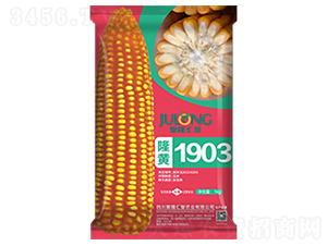 隆黃1903-玉米種子-聚隆匯智