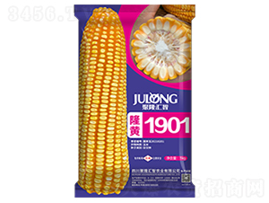 隆�S1901-玉米�N子-聚隆�R智